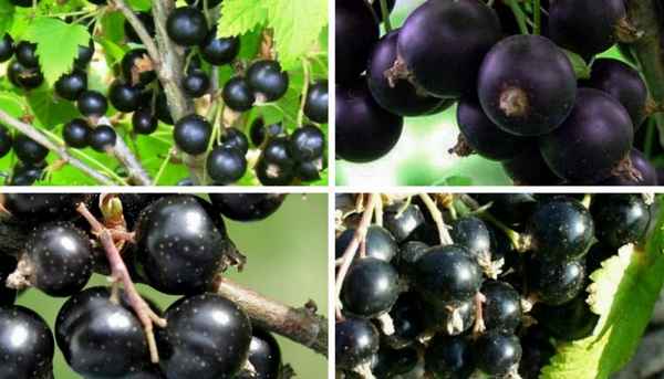 Чёрная смородина Церера: хаpaктеристики сорта и особенности выращивания