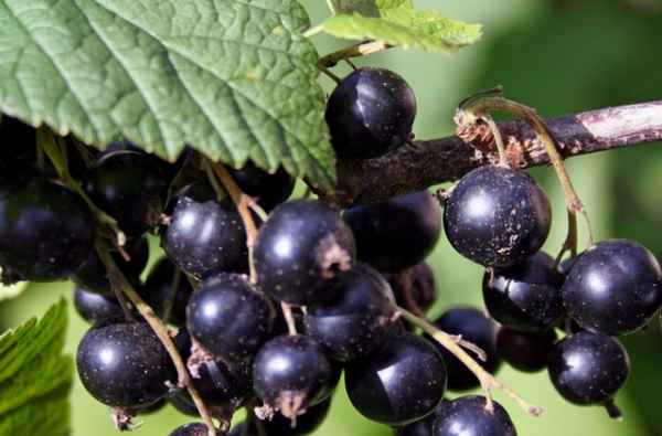 Смородина чёрная Гармония: хаpaктеристики сорта и особенности выращивания