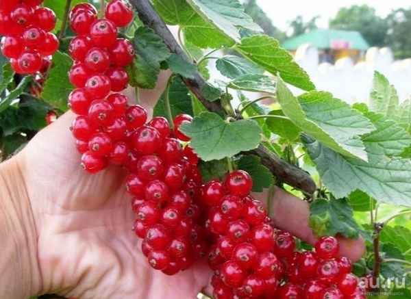 Сорт красной смородины Дана: особенности, достоинства