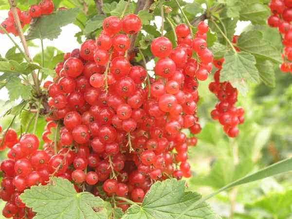 Сорт красной смородины Ровада: преимущества и недостатки