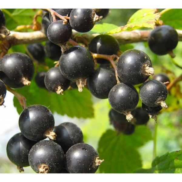 Сорт чёрной смородины Геркулес (Геpaкл): плодоношение, размер и вкус ягод