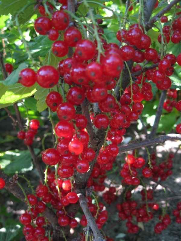 Смородина красная Валентиновка: основные хаpaктеристики сорта