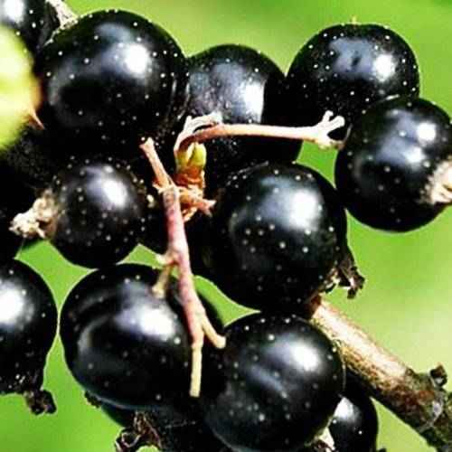 Смородина чёрная Волшебница — основные хаpaктеристики