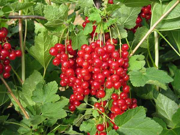 Смородина Красная ранняя — особенности и хаpaктеристики сорта