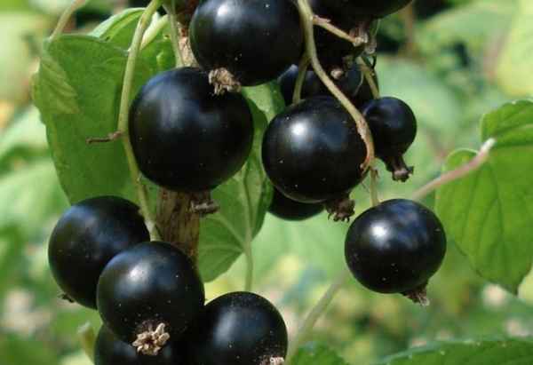 Чёрная смородина Созвездие — основные хаpaктеристики