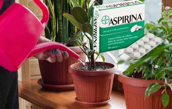 Достаю из аптечки и подкармливаю все комнатные цветы