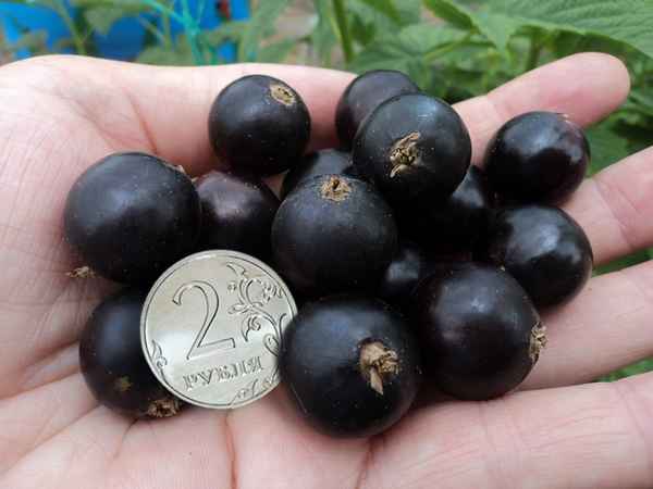 Смородина чёрная Сахарная