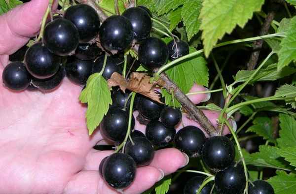 Смородина чёрная Зуша: основные хаpaктеристики