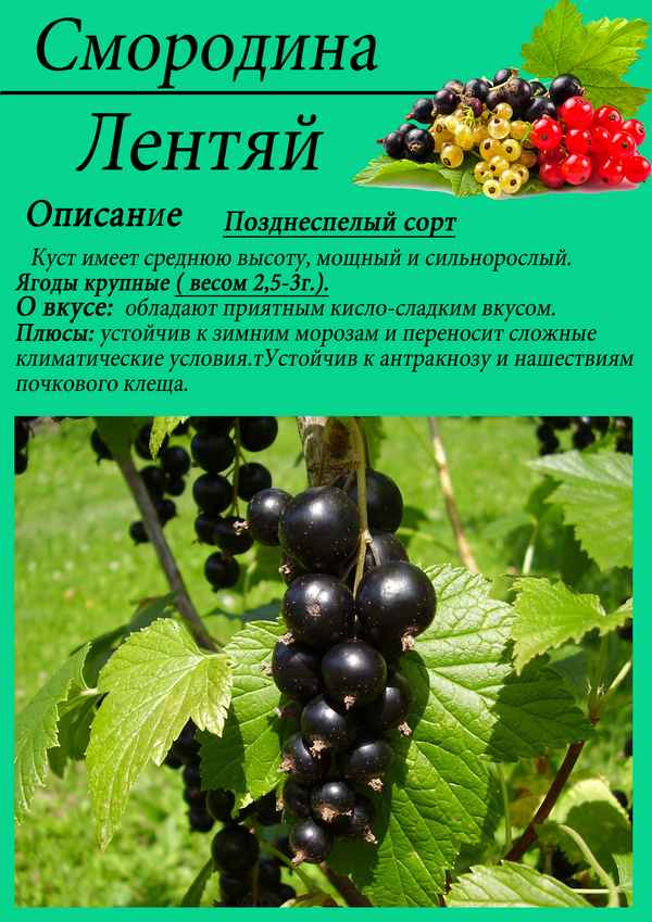 Сорт чёрной смородины Лентяй: хаpaктеристика, вкусовые качества