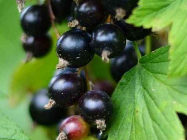 Чёрная смородина Катюша — основные хаpaктеристики сорта