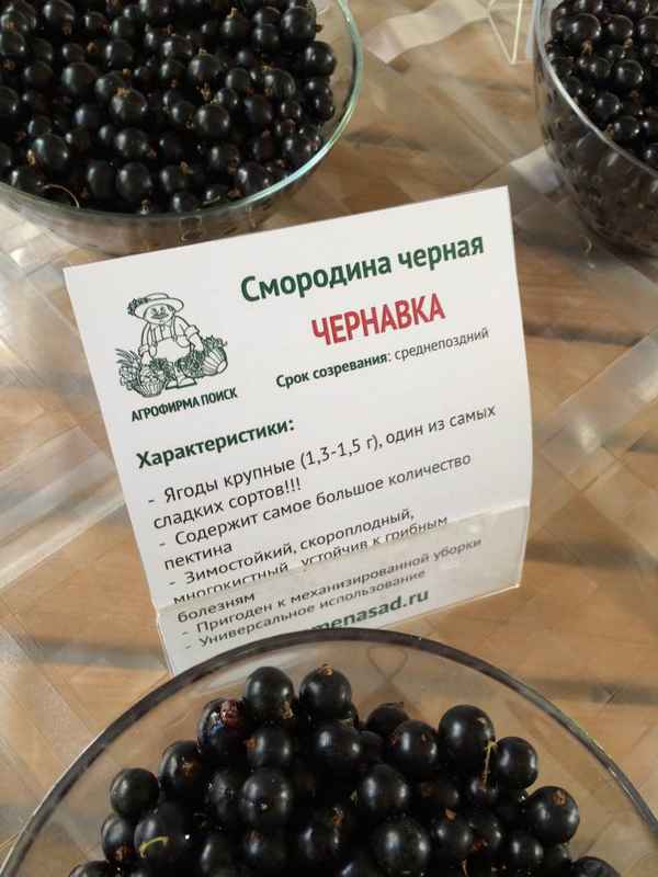 Смородина чёрная Чернавка — основные хаpaктеристики