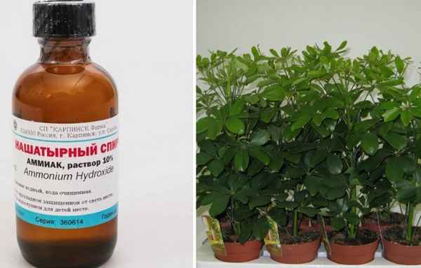 Простое удобрение, которое заменит дорогие покупные! Комнатным растениям очень нравится