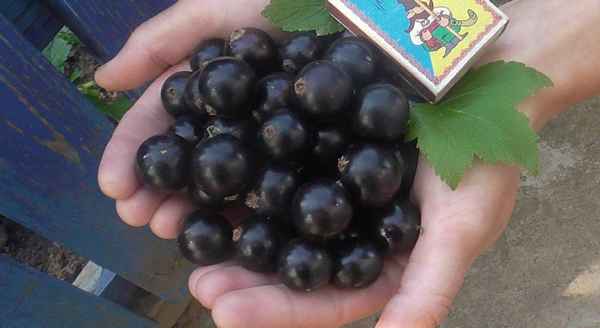 Сорт чёрной смородины Аркадия: хаpaктеристика