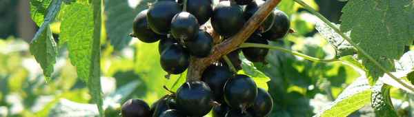 Смородина чёрная Краса Львова — основные хаpaктеристики сорта