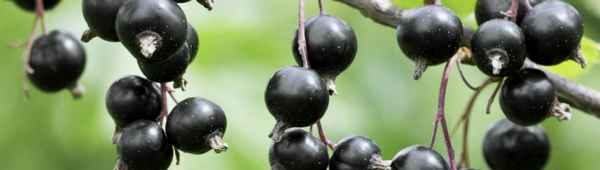 Чёрная смородина Илья Муромец: основные хаpaктеристики сорта