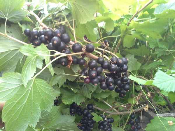 Чёрная смородина Изюмная — основные хаpaктеристики