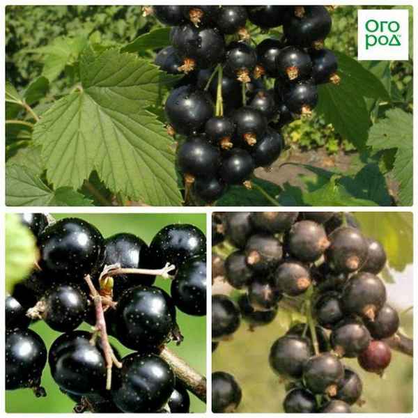 Смородина чёрная Искушение — основные хаpaктеристики сорта