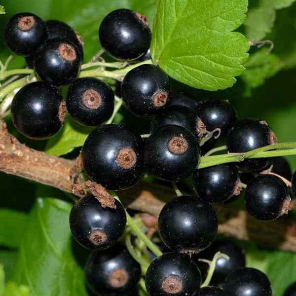 Чёрная смородина Несравненная — основные хаpaктеристики