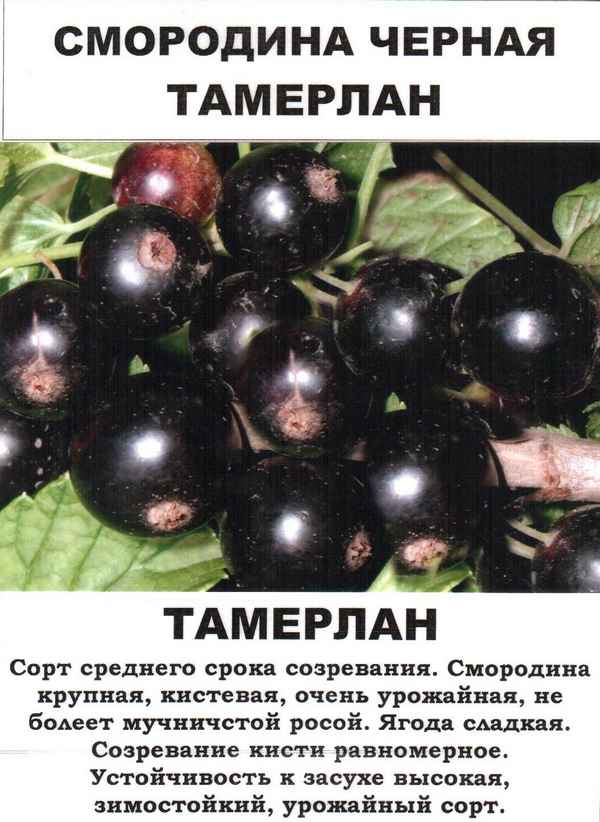 Скороплодная смородина Тамерлан: хаpaктеристики сорта и особенности выращивания