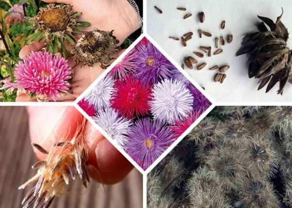 Собираем семена астр правильно