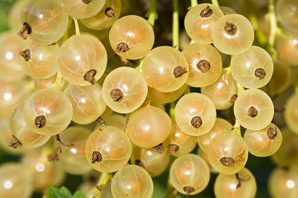 Смородина Уральская белая — особенности сорта