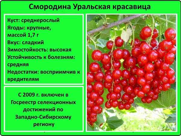 Смородина красная Уральский сувенир — основные хаpaктеристики