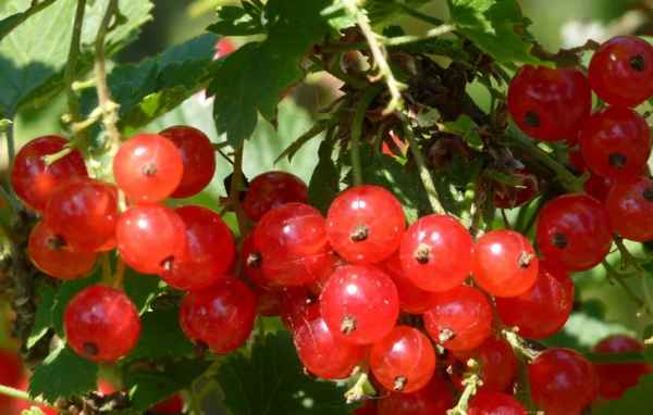 Красная смородина Нива — основные хаpaктеристики