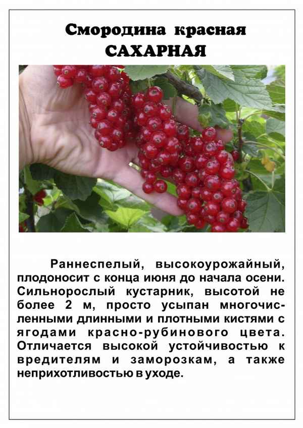 Красная смородина Сахарная: основные хаpaктеристики сорта