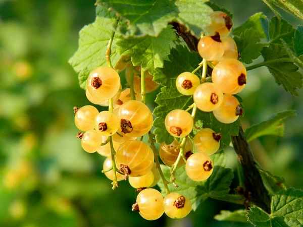 Жёлтая Императорская смородина — описание и особенности