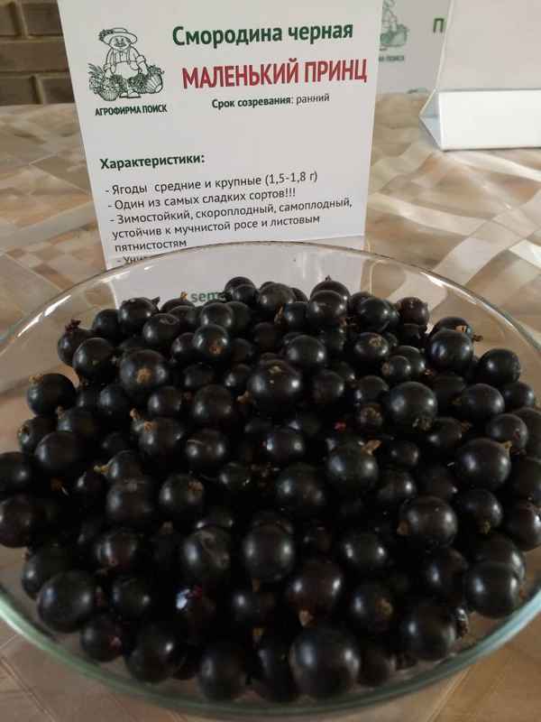 Чёрная смородина Маленький Принц — основные хаpaктеристики