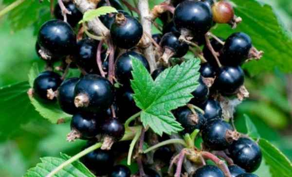Чёрная смородина Ника — основные хаpaктеристики сорта
