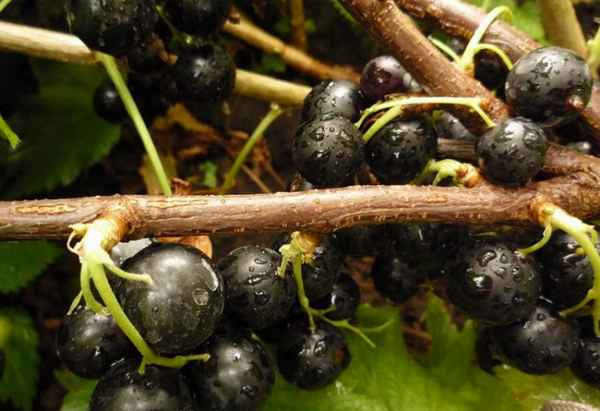 Смородина чёрная Сибилла: основные хаpaктеристики