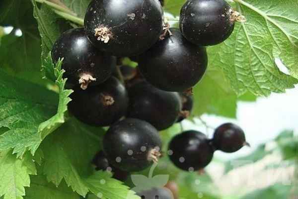 Чёрная смородина Забава — основные хаpaктеристики сорта