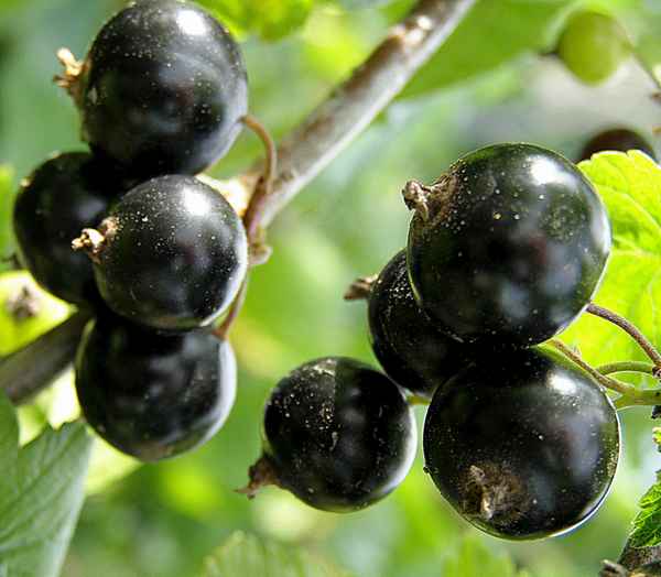 Сорт чёрной смородины Галинка: плюсы и минусы