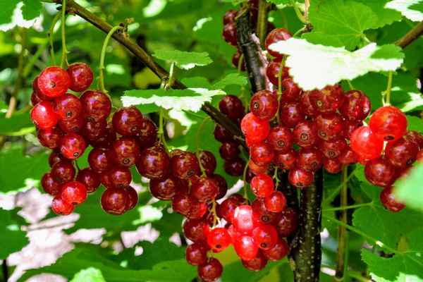 Красная смородина Голландская розовая: основные хаpaктеристики