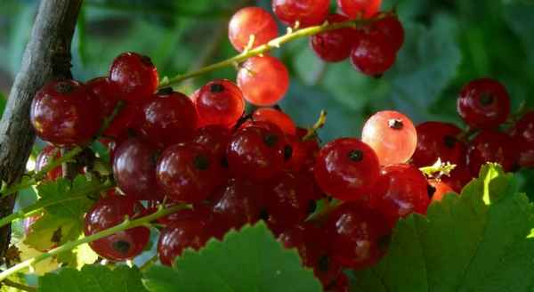 Красная смородина Алтайская рубиновая: хаpaктеристики сорта и особенности выращивания