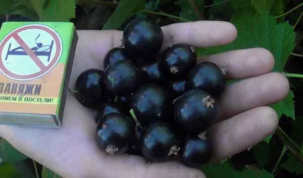 Сорт чёрной смородины Биг Бен: преимущества и недостатки, вкус плодов