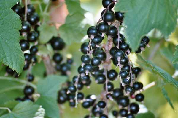 Смородина чёрная Бен Невис — основные хаpaктеристики