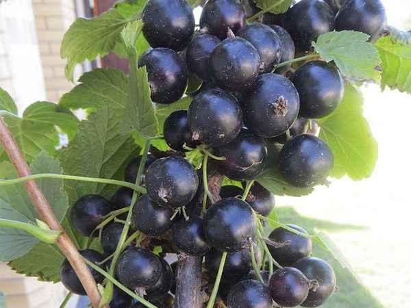 Крупная смородина сорта Черешневая: хаpaктеристики и особенности выращивания