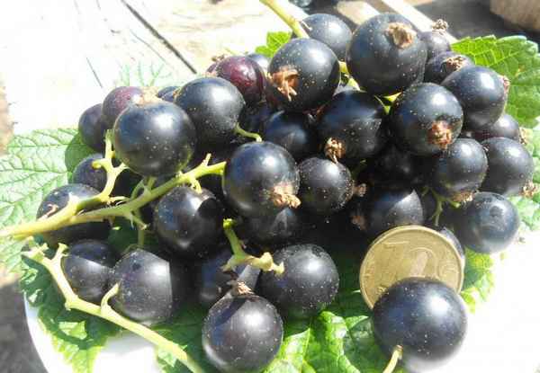 Чёрная смородина Дар Смольяниновой: хаpaктеристики сорта и особенности выращивания