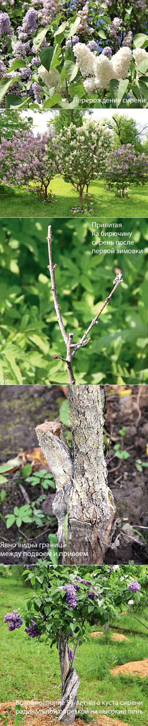 Какая сирень лучше: привитая или корнесобственная?