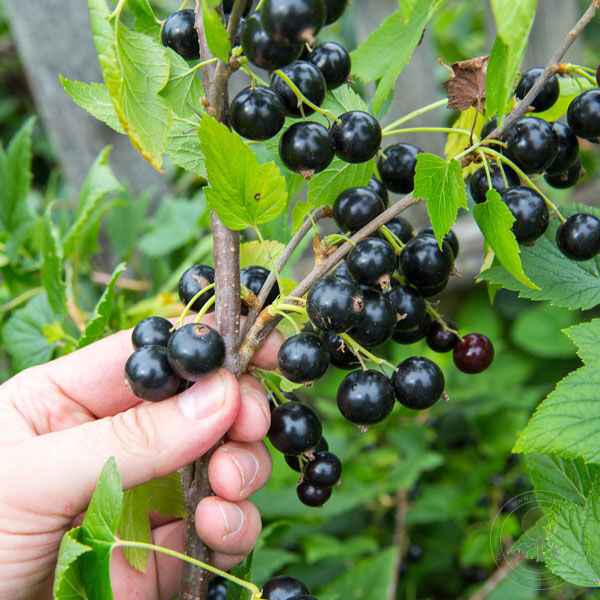 Смородина чёрная Десертная — основные хаpaктеристики сорта