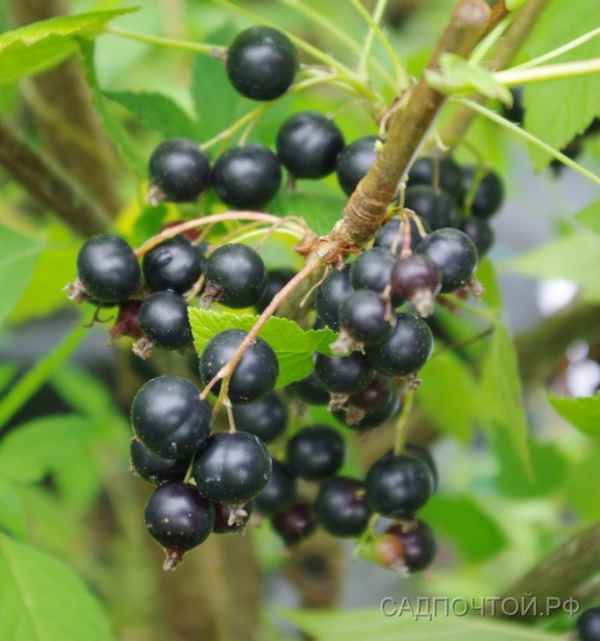 Чёрная смородина Деликатес — основные хаpaктеристики сорта
