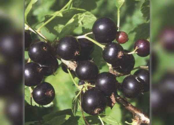 Чёрная смородина Детскосельская: хаpaктеристики сорта и особенности выращивания