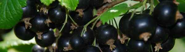 Смородина чёрная Дашковская — основные хаpaктеристики сорта