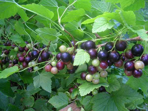 Чёрная смородина Добрыня: хаpaктеристики сорта и особенности выращивания