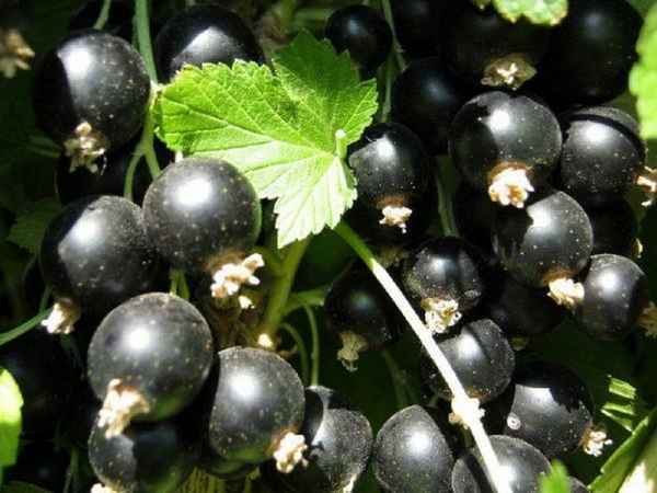 Чёрная смородина Гoлyбка — основные хаpaктеристики сорта
