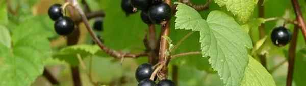 Смородина чёрная Глориоза: основные хаpaктеристики сорта