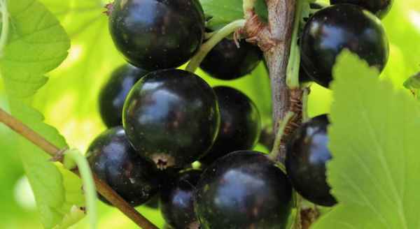 Смородина чёрная сорта Глобус: хаpaктеристики и особенности выращивания