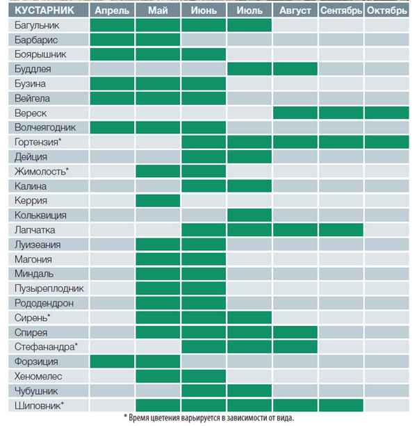 Декоративные кустарники: календарь цветения любимых кустарников вашего сада